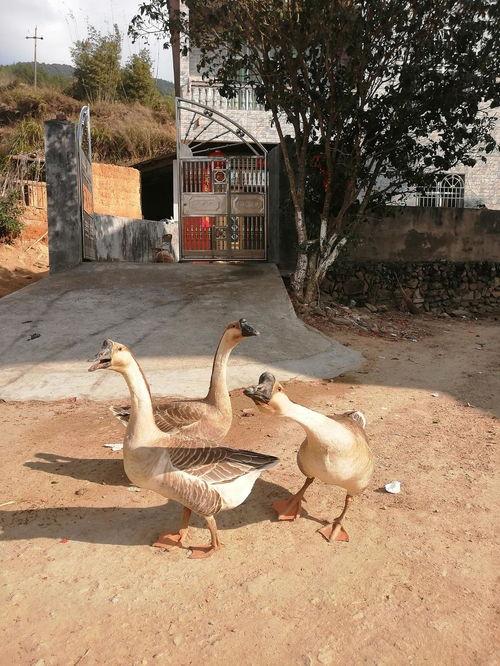 吃瓜鹅极速版,揭秘娱乐圈幕后真相，带你畅游八卦海洋