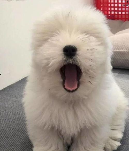 泰迪熊吃瓜,一场萌宠与瓜果的欢乐盛宴