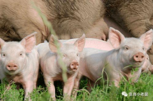 越看越喜欢小猪仔吃瓜,越看越萌翻！