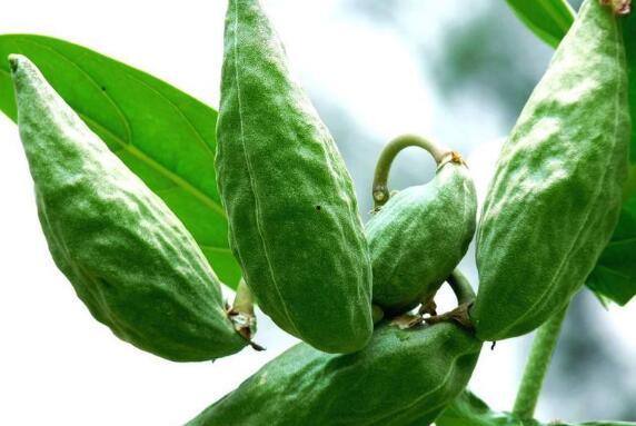 吃瓜蜜瓜的好处,揭秘吃瓜蜜瓜的五大益处