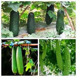 秋季不易吃瓜,秋季饮食新主张