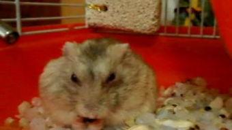 道具仓鼠吃瓜了,道具仓鼠的欢乐时光