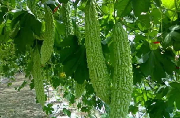 梦见三舅舅吃瓜,揭秘三舅舅吃瓜背后的神秘寓意