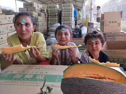 伽师吃瓜的视频,伽师吃瓜，带你领略瓜味人生