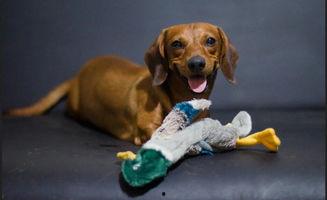 狗吃瓜吃醋,瓜与醋的跨界美食之旅
