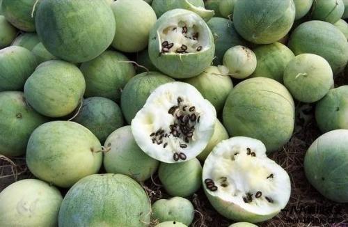 洛杉矶华人吃瓜酒窝,吃瓜酒窝里的欢乐时光