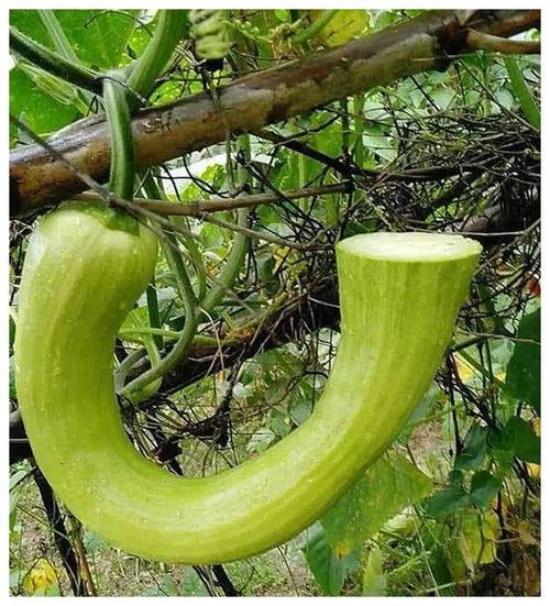 化院吃瓜,揭秘化院吃瓜背后的那些事儿