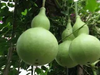 工作吃的瓜,揭秘办公室里的那些“吃瓜”故事