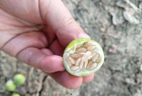 屎瓜稞怎么吃,多样食用方法大揭秘
