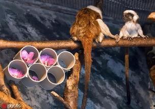 毛猴吃瓜,瓜田里的欢乐食记