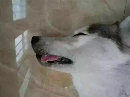 二哈吃蜜瓜,欢乐食趣瞬间