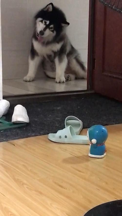 猫吃瓜视频搞笑,笑料横生萌态十足！