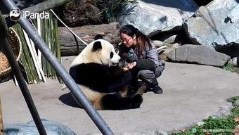 吃瓜熊猫人全部视频