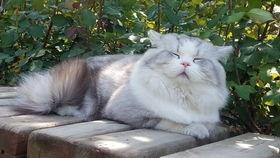 猫咪kiss吃瓜,揭秘宠物界的趣味瞬间
